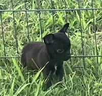 AKC Dancer, a female Chihuahua for sale in Shawnee, OK – 1 of 1