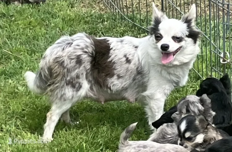 AKC Lucy – Chihuahua puppy for sale in Shawnee, OK