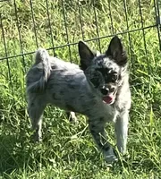 AKC Lana, a female Chihuahua for sale in Shawnee, OK – 1 of 5