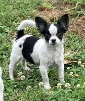 AKC Mel 1, a male Chihuahua for sale in Shawnee, OK – 2 of 2