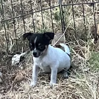 PET Melinda, a female Chihuahua for sale in Shawnee, OK – 3 of 3