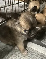 Champion Sired AKC Ernest, a male Chihuahua for sale in Shawnee, OK – 2 of 2