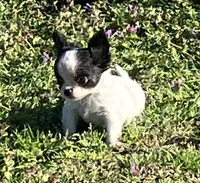 AKC Mel 1, a male Chihuahua for sale in Shawnee, OK – Photo 2 of 4