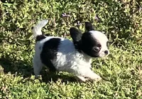 AKC Mel 1, a male Chihuahua for sale in Shawnee, OK – Photo 4 of 4