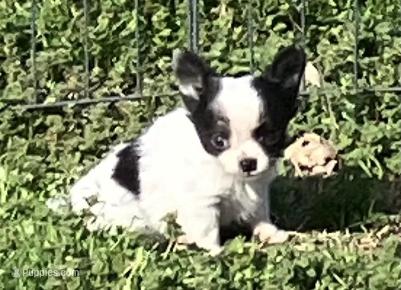 AKC Mel 1 – Chihuahua puppy for sale in Shawnee, OK