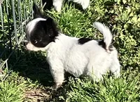 AKC Mel 1, a male Chihuahua for sale in Shawnee, OK – Photo 1 of 4