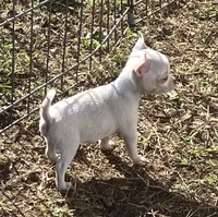 AKC Rolly, a male Chihuahua for sale in Shawnee, OK – 6 of 6