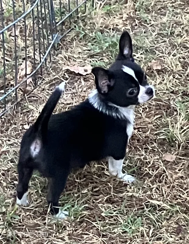AKC London – Chihuahua puppy for sale in Shawnee, OK