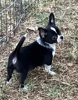 AKC London, a male Chihuahua for sale in Shawnee, OK – 1 of 2