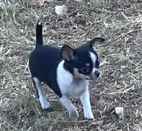 AKC Patty, a female Chihuahua for sale in Shawnee, OK – 2 of 2
