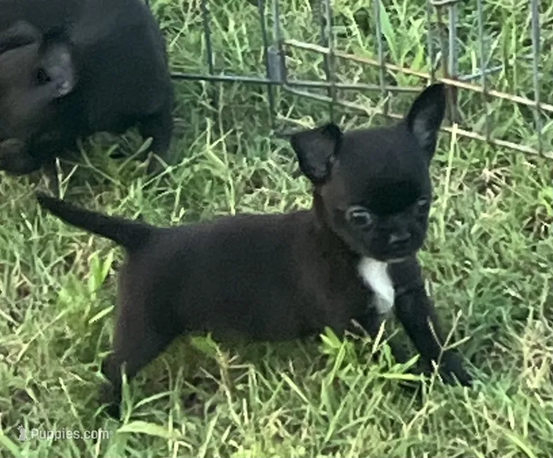 AKC Donna – Chihuahua puppy for sale in Shawnee, OK