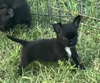 AKC Donna, a female Chihuahua for sale in Shawnee, OK – 1 of 1