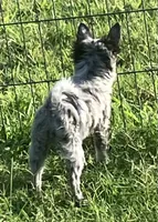 AKC Lana, a female Chihuahua for sale in Shawnee, OK – 4 of 5