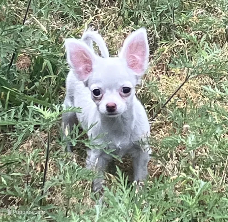 AKC Mary – Chihuahua puppy for sale in Shawnee, OK