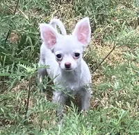 AKC Mary, a female Chihuahua for sale in Shawnee, OK – 1 of 2