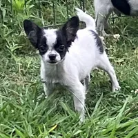 PET Shorty, a male Chihuahua for sale in Shawnee, OK – 2 of 2
