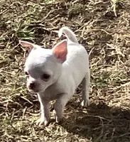 AKC Rolly, a male Chihuahua for sale in Shawnee, OK – 3 of 6
