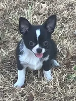 AKC London, a male Chihuahua for sale in Shawnee, OK – 2 of 2