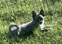 AKC Lana, a female Chihuahua for sale in Shawnee, OK – 3 of 5
