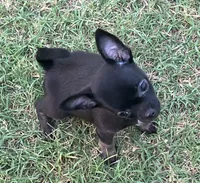 AKC Dancer, a female Chihuahua for sale in Shawnee, OK – 4 of 4