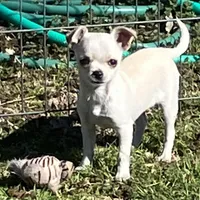 Cream female 2, a female Chihuahua for sale in Shawnee, OK – Photo 1 of 2