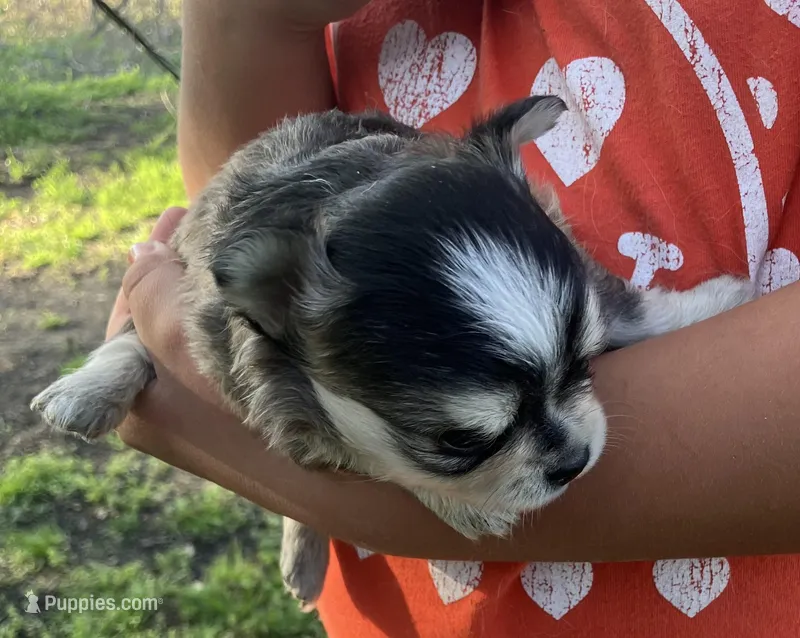 AKC Lenny – Chihuahua puppy for sale in Shawnee, OK