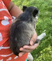 AKC Lenny, a male Chihuahua for sale in Shawnee, OK – Photo 2 of 2