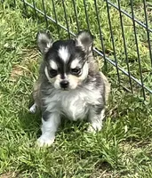 AKC Lenny, a male Chihuahua for sale in Shawnee, OK – Photo 2 of 4