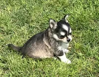 AKC Lenny, a male Chihuahua for sale in Shawnee, OK – Photo 4 of 4