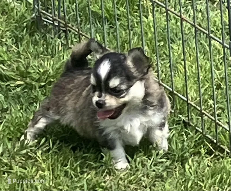 AKC Lenny – Chihuahua puppy for sale in Shawnee, OK