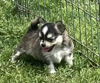 AKC Lenny, a male Chihuahua for sale in Shawnee, OK – Photo 1 of 4