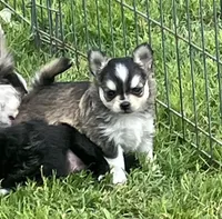 AKC Lenny, a male Chihuahua for sale in Shawnee, OK – Photo 3 of 4