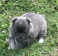 AKC Katie’s Blu, a male Chihuahua for sale in Shawnee, OK – 2 of 4