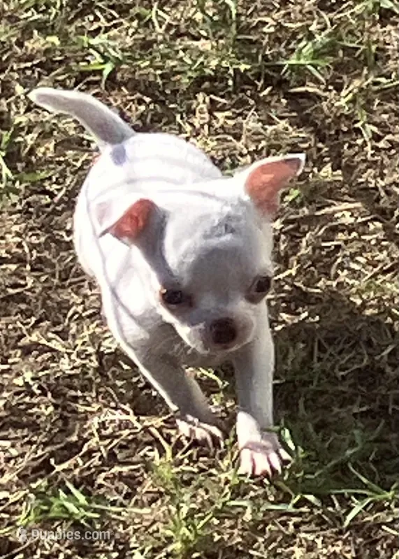 AKC Rolly – Chihuahua puppy for sale in Shawnee, OK