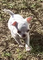 AKC Rolly, a male Chihuahua for sale in Shawnee, OK – 1 of 6