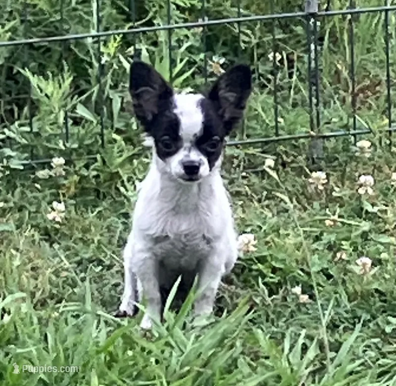 PET Shorty – Chihuahua puppy for sale in Shawnee, OK