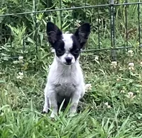 PET Shorty, a male Chihuahua for sale in Shawnee, OK – 1 of 2