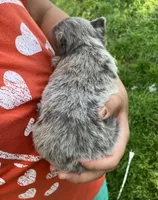 AKC Lucy , a female Chihuahua for sale in Shawnee, OK – Photo 3 of 3