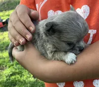 AKC Lucy , a female Chihuahua for sale in Shawnee, OK – Photo 1 of 3