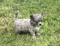 AKC Lucy , a female Chihuahua for sale in Shawnee, OK – Photo 2 of 3