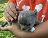 AKC Lucy , a female Chihuahua for sale in Shawnee, OK – Photo 2 of 3