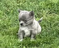 AKC Lucy , a female Chihuahua for sale in Shawnee, OK – Photo 1 of 3