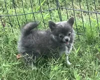 AKC Katie’s Blu, a male Chihuahua for sale in Shawnee, OK – 4 of 5