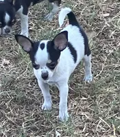 AKC Penny , a female Chihuahua for sale in Shawnee, OK – 2 of 2