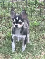 AKC Lenny, a male Chihuahua for sale in Shawnee, OK – 3 of 3