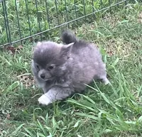 AKC Katie’s Blu, a male Chihuahua for sale in Shawnee, OK – 5 of 5