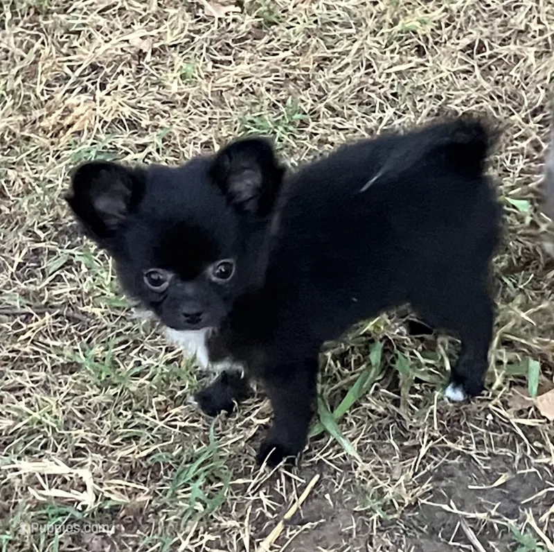AKC Lisa – Chihuahua puppy for sale in Shawnee, OK