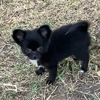 AKC Lisa, a female Chihuahua for sale in Shawnee, OK – 1 of 1