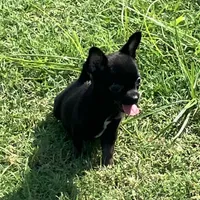 AKC Dancer, a female Chihuahua for sale in Shawnee, OK – 2 of 4
