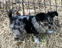 PET Merlin, a male Chihuahua for sale in Shawnee, OK – 2 of 2